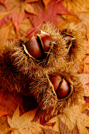 chestnut on autumn colorful leavesの写真素材