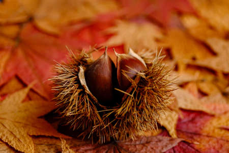 chestnut on autumn colorful leavesの写真素材