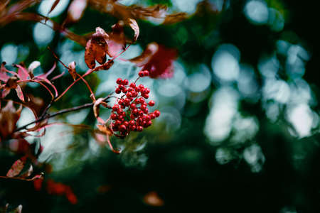 rowan tree in autumn hokkaidoの写真素材