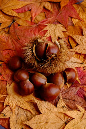 chestnut on autumn colorful leavesの写真素材
