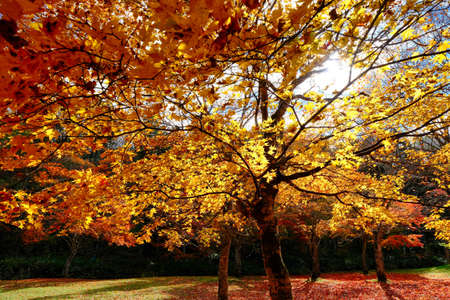 autumn leaves in shikaoi hokkaido