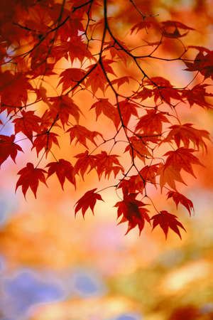 autumn leaves in hokkaido japan