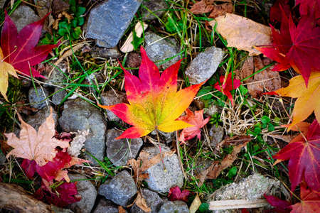 Fallen leaves on the ground