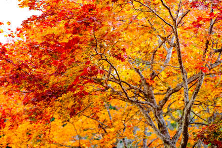 autumn leaves in hokkaido japanの写真素材