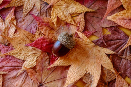 Acorns on the autumn leavesの写真素材