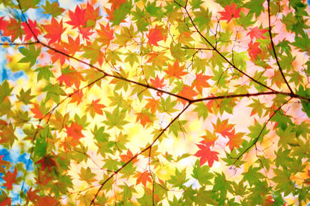 autumn leaves in early autumn
