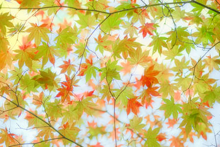autumn leaves in early autumn