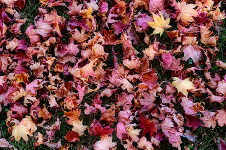 fallen leaves in autumn hokkaidoの写真素材