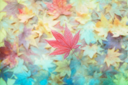 Fallen leaves on the ground