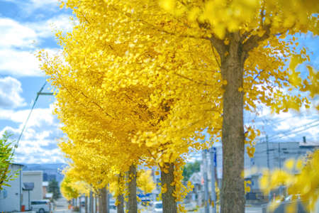 yellow ginkgo in autumn hokkaidoの写真素材