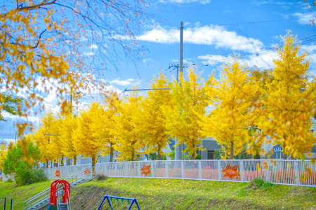 yellow ginkgo in autumn hokkaidoの写真素材