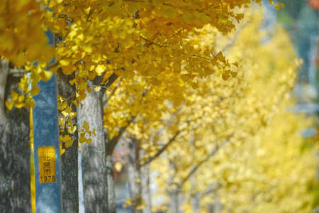 yellow ginkgo in autumn hokkaido