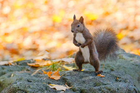 one squirrel in autumn hokkaido