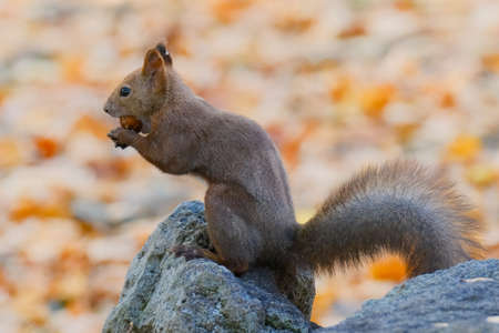 one squirrel in autumn hokkaido