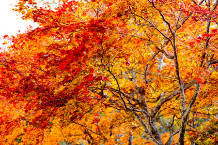 autumn leaves in hokkaido japanの写真素材