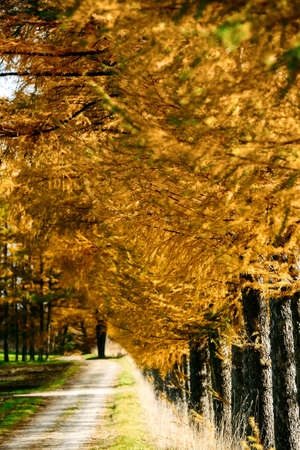 windproof forest of pine in autumnの写真素材
