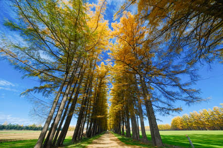tree lined street of pine in autumn