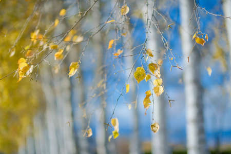 white birch in autumn hokkadio
