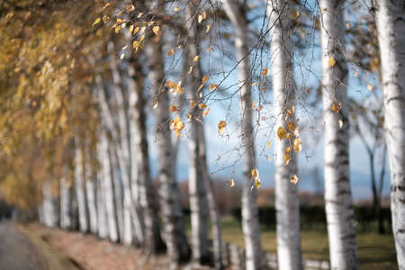 white birch in autumn hokkadioの写真素材
