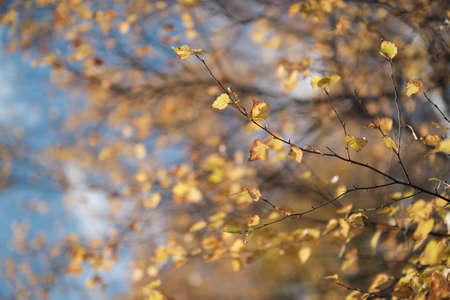 white birch in autumn hokkadio