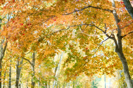 autumn leaves in hokkaido japan
