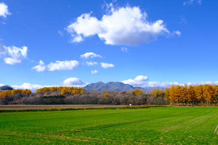 windproof forest in autumn hokkaidoの写真素材