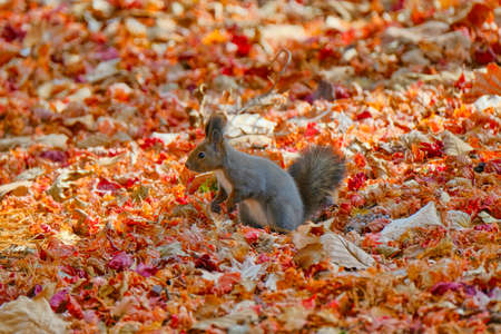 one squirrel in autumn hokkaido