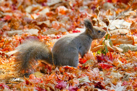 one squirrel in autumn hokkaido