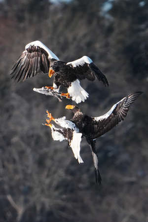 Steller's sea eagle in winter hokkadio