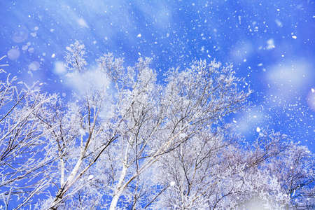 frost covered tree and blue sky