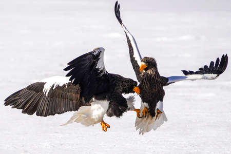 Steller's sea eagle in winter hokkadio