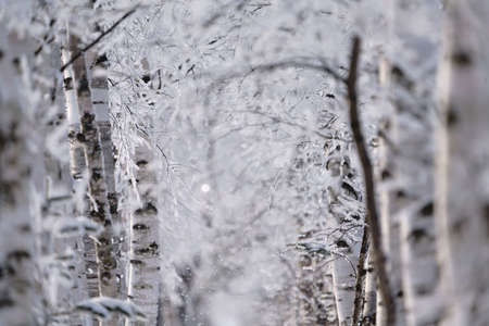 frost covered tree and blue sky