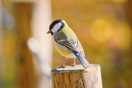 great tit in autumn hokkaidoの写真素材