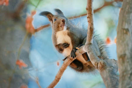 one squirrel on the treeの写真素材