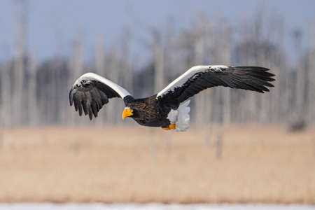 Steller's sea eagle in winter hokkadio