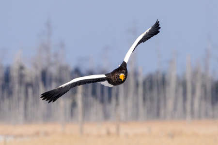 Steller's sea eagle in winter hokkadio