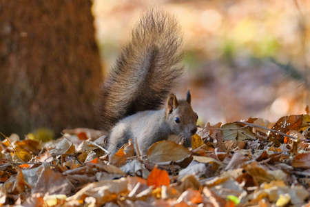 one squirrel in autumn hokkaidoの写真素材