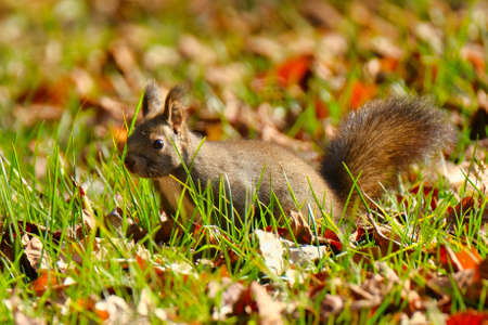 one squirrel in autumn hokkaidoの写真素材