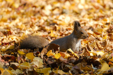 one squirrel in autumn hokkaido