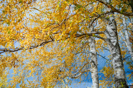 white birch in autumn hokkadioの写真素材