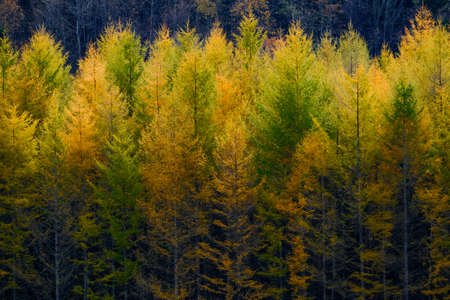 windproof forest of pine in autumn