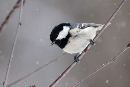 great tit in winter hokkaidoの写真素材