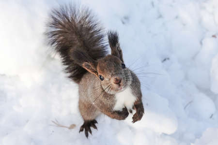 one squirrel in winter hokkaido