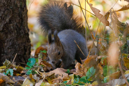 one squirrel in autumn hokkaidoの写真素材