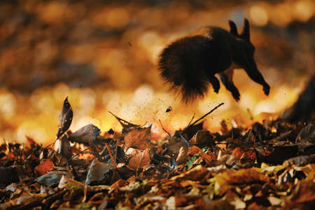 one squirrel in autumn hokkaido