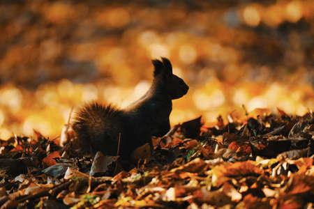 one squirrel in autumn hokkaidoの写真素材
