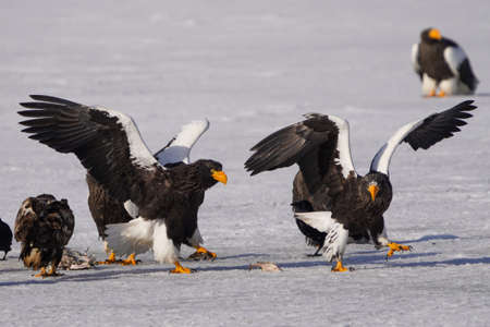 Steller's sea eagle in winter hokkadioの写真素材