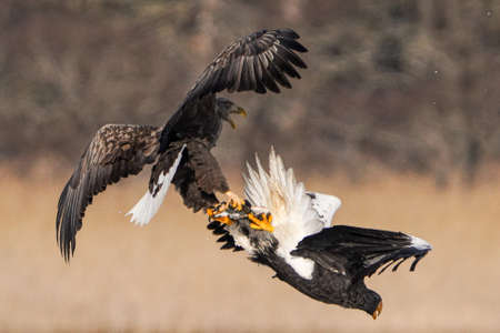 Steller's sea eagle in winter hokkadioの写真素材