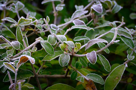 frost grass in winter morningの写真素材