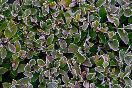 frost grass in winter morning
